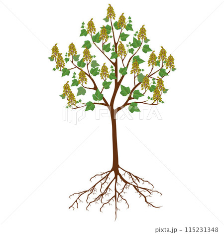Paulownia tree with fruits on a white background. Paulownia tree with fruits on a white background. 115231348
