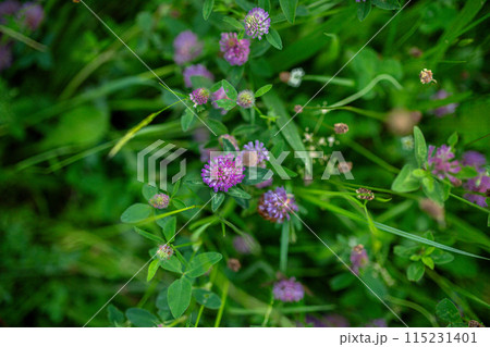 Purple clover flowers in the middle of meadow. Purple clover flowers in the middle of meadow. 115231401