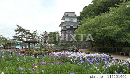 菖蒲の咲く大村公園 115231402