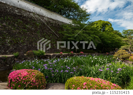 菖蒲の咲く大村公園 115231415