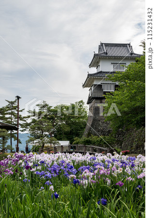 菖蒲の咲く大村公園 菖蒲の咲く大村公園 115231432