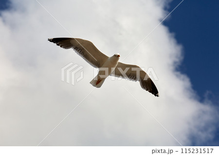 White bird flying blue sky 115231517