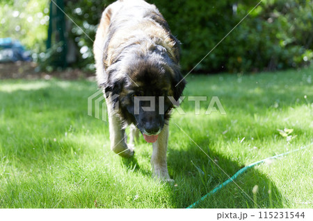 leonberger walking on green grass 115231544