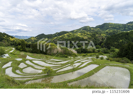 <千葉県>大山千枚田 <千葉県>大山千枚田 115231606