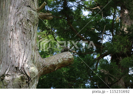 タイワンリス 115231692