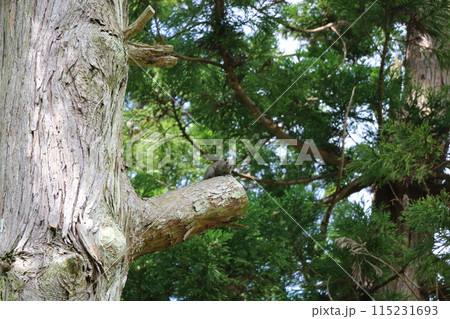 タイワンリス 115231693