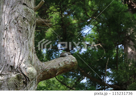 タイワンリス タイワンリス 115231736