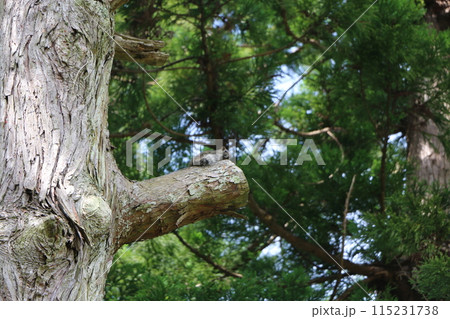 タイワンリス 115231738