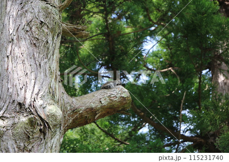 タイワンリス 115231740