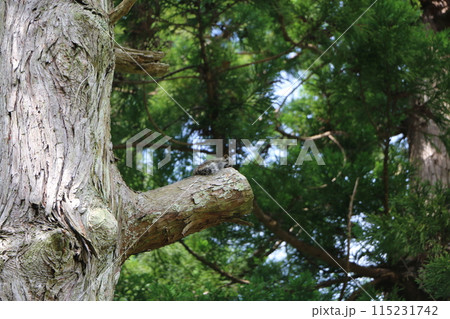 タイワンリス 115231742