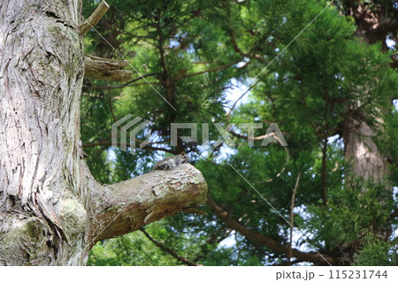 タイワンリス 115231744