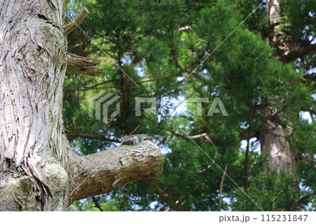 タイワンリス 115231847