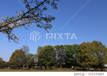 岩槻城址公園の草原の広場 115231861