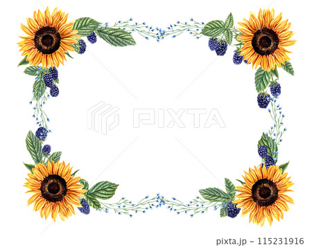 Sunflowers, blackberry and herbs. Horizontal frame with wild meadow plants and berries. Blue, orange yellow flowers. Floral summer design. Empty space for text. Watercolor illustration for greeting Sunflowers, blackberry and herbs. Horizontal frame with wild meadow plants and berries. Blue, orange yellow flowers. Floral summer design. Empty space for text. Watercolor illustration for greeting 115231916
