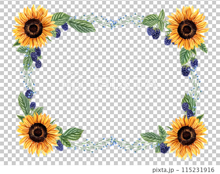 Sunflowers, blackberry and herbs. Horizontal frame with wild meadow plants and berries. Blue, orange yellow flowers. Floral summer design. Empty space for text. Watercolor illustration for greeting Sunflowers, blackberry and herbs. Horizontal frame with wild meadow plants and berries. Blue, orange yellow flowers. Floral summer design. Empty space for text. Watercolor illustration for greeting 115231916