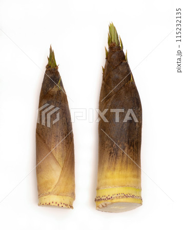 タケノコ 石川県産 タケノコ 石川県産 115232135