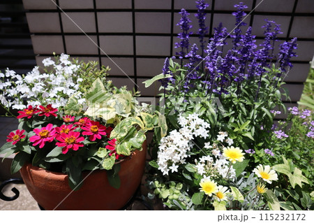 玄関前の花の寄せ植え＆寄せ鉢 115232172