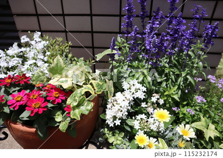玄関前の花の寄せ植え＆寄せ鉢 115232174