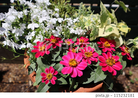 赤い花ジニアの寄せ植え 115232181