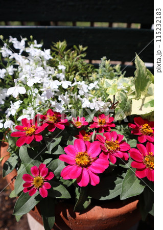 赤い花ジニアの寄せ植え 赤い花ジニアの寄せ植え 115232183