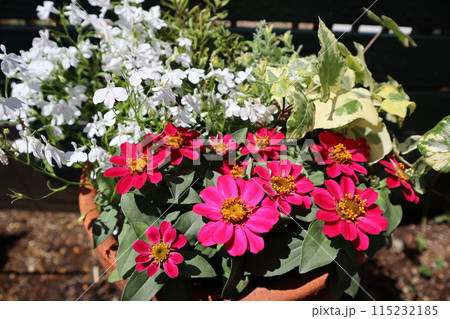 赤い花ジニアの寄せ植え 115232185