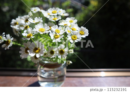 窓際の飾られた白い小花マトリカリア 窓際の飾られた白い小花マトリカリア 115232191