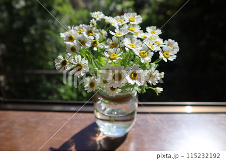 窓際に置かれたマトリカリアの白い小花 115232192