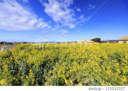 菜の花畑のある風景(ソレイユの丘) 菜の花畑のある風景(ソレイユの丘) 115232327