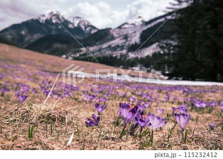 Dolina Chocholowska with blossoming purple crocuses or saffron flowers,Tatra mountains, Poland. Dolina Chocholowska with blossoming purple crocuses or saffron flowers,Tatra mountains, Poland. 115232412