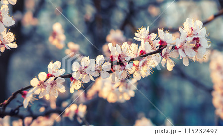 Apricot tree blossoms 115232497