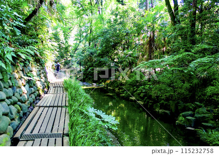 【東京】初夏の等々力渓谷 谷沢川と散策路 【東京】初夏の等々力渓谷 谷沢川と散策路 115232758