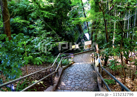 【東京】初夏の等々力渓谷　散策路へ続く階段と谷沢川 115232796