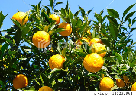 ゆずの里もろやま町の里山に実った柚子と秋晴れの風景 115232961