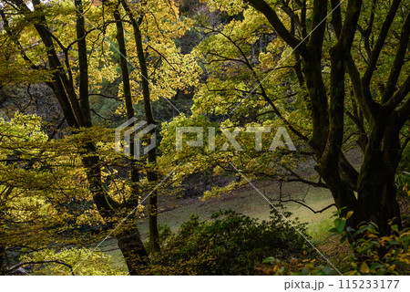 秋の紅葉に染まる飯山白山公園 115233177