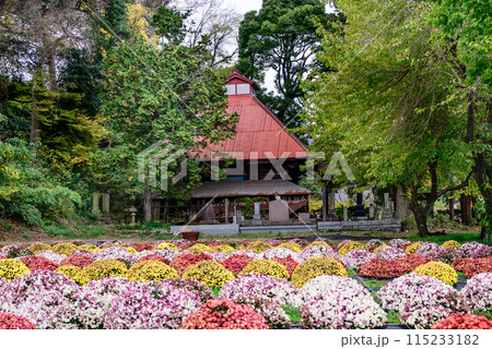 飯山花の里のざる菊 115233182