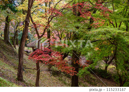 秋の紅葉に染まる飯山白山公園 115233187