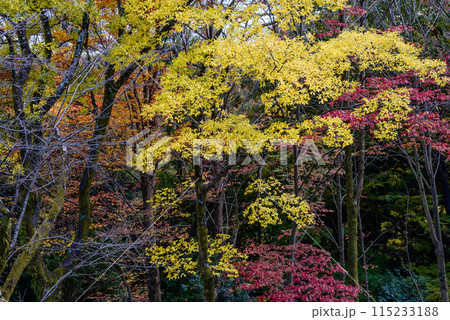 秋の紅葉に染まる飯山白山公園 115233188