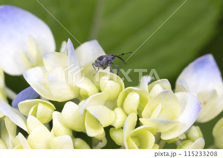 イヌビワシギゾウムシ 115233208