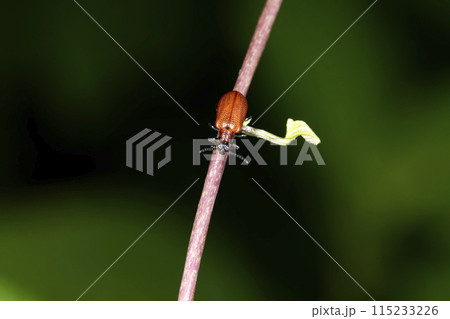 キイロクビナガハムシ キイロクビナガハムシ 115233226