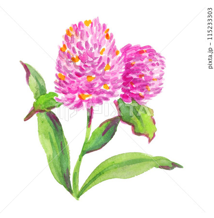 水彩で描いた千日紅24605pix7 水彩で描いた千日紅24605pix7 115233303