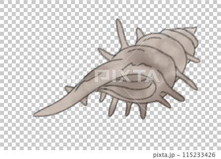 Colorful seashells Colorful seashells 115233426