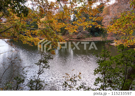 神奈川県 紅葉の震生湖 神奈川県 紅葉の震生湖 115233597