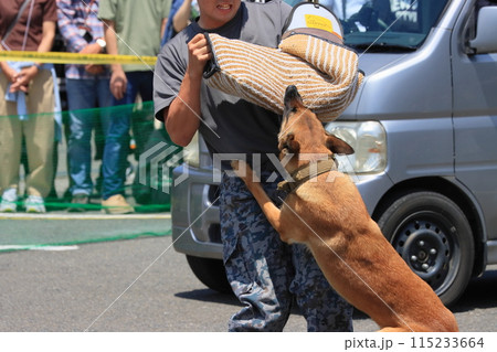 侵入者を制圧する警備犬の訓練　航空自衛隊の警備犬訓練 115233664