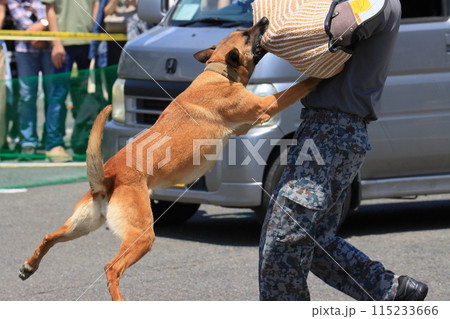 侵入者を制圧する警備犬の訓練　航空自衛隊の警備犬訓練 115233666