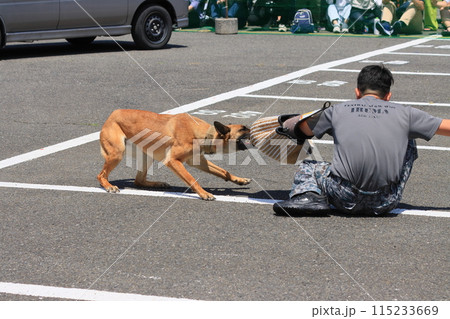 侵入者を制圧する警備犬の訓練 航空自衛隊の警備犬訓練 侵入者を制圧する警備犬の訓練 航空自衛隊の警備犬訓練 115233669