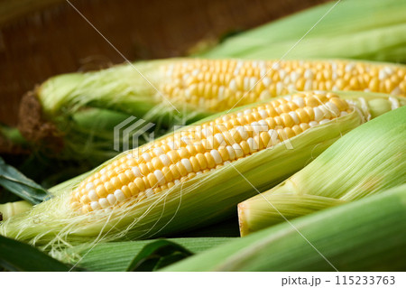 収穫したとうもろこし 収穫したとうもろこし 115233763