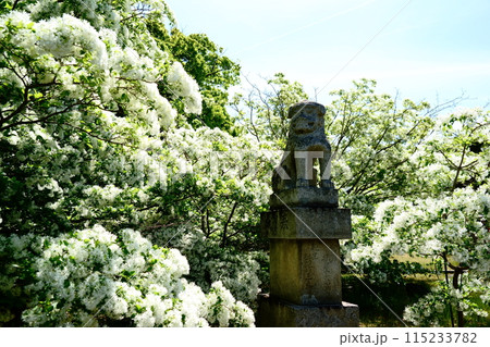 真白きナンジャモンジャに埋まる狛犬 115233782