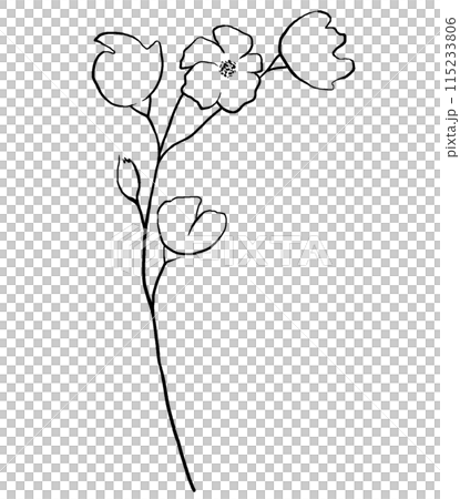 Hand drawn wildflowers, black outlines flowers isolated illustration, wedding stationery Hand drawn wildflowers, black outlines flowers isolated illustration, wedding stationery 115233806