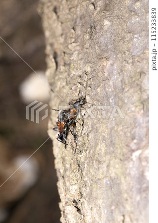 トガリバアカネトラカミキリ 115233839