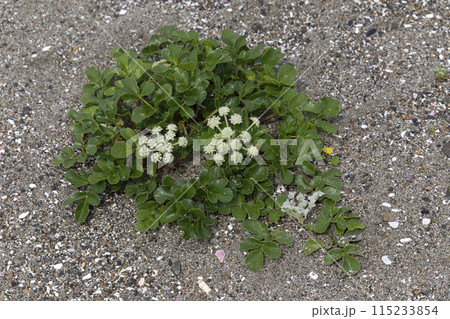 ハマボウフウ 115233854